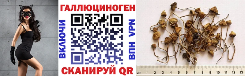 Псилоцибиновые грибы мицелий  Усть-Джегута 